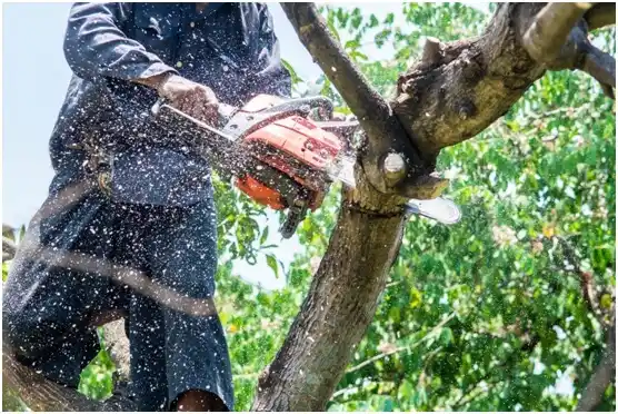 tree services Lakewood